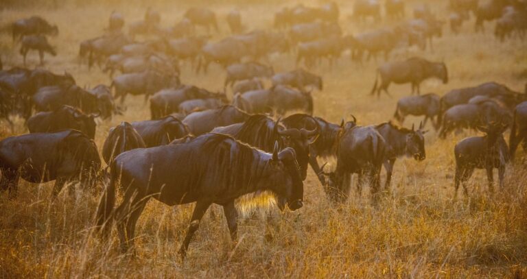 Serengeti migration