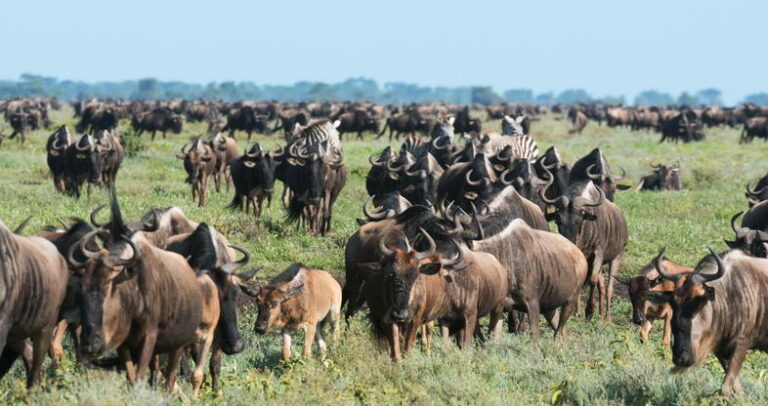 serengeti-national-park-wildebeest-01-786x416