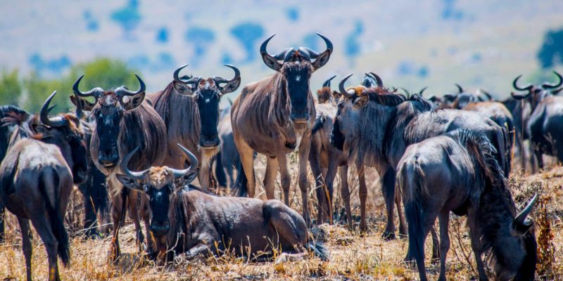 Africa wildebeest