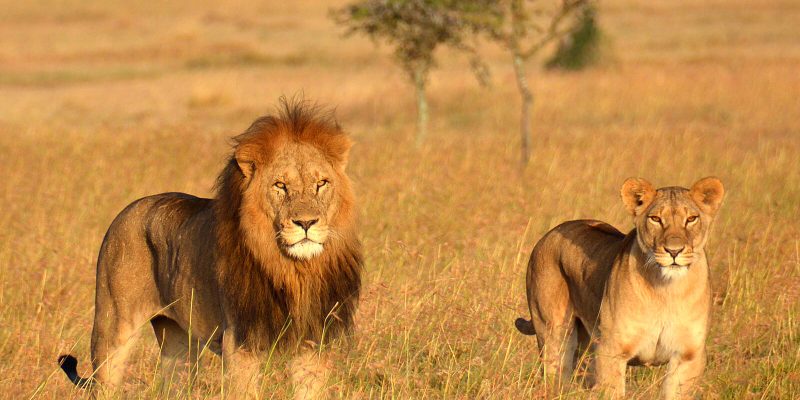 Lion in serengeti national park (1)