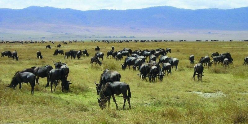 Ngorongoro national park 3