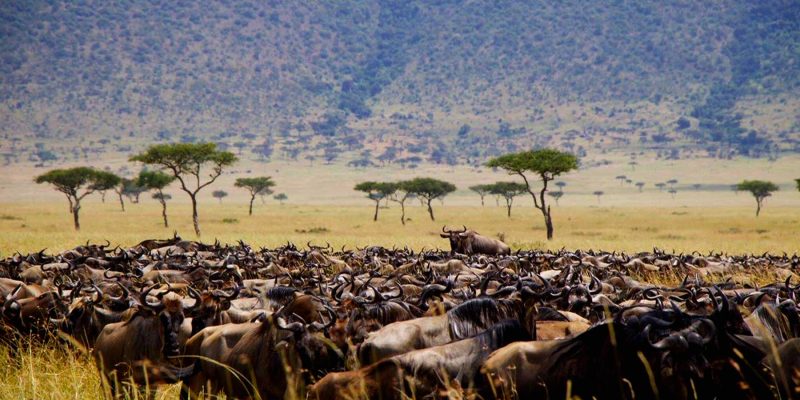 Wildebeest migration 4