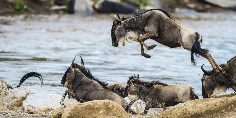 Wildebeest migration animals