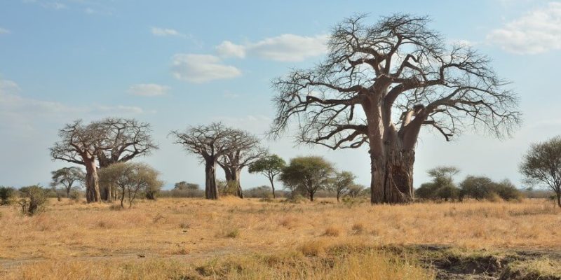 boabab tree in tarangire (1)