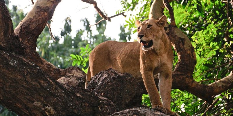 climbing lion tree