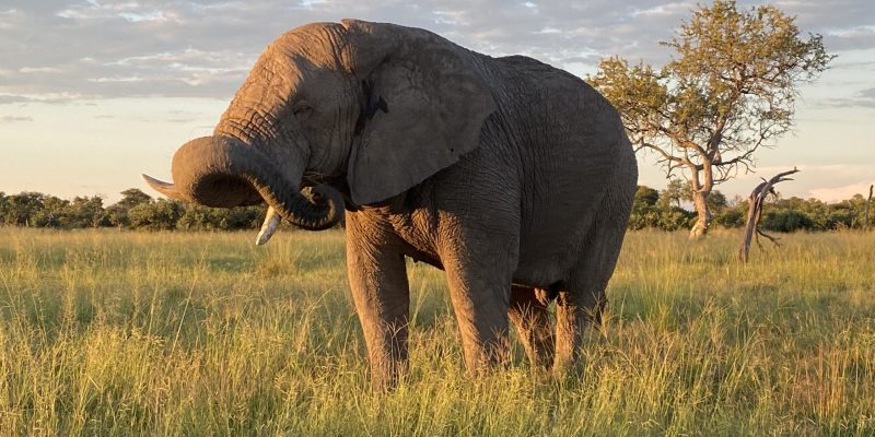 elephant in africa safari