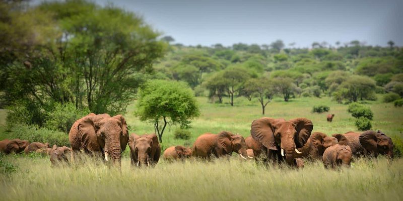 elephants safari