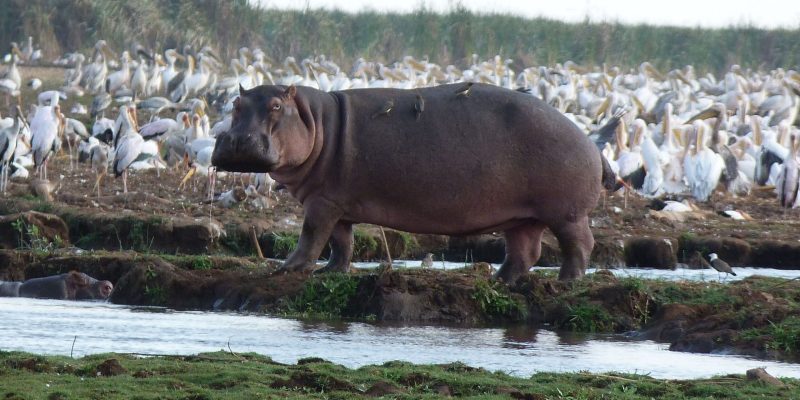 lake manyara national park