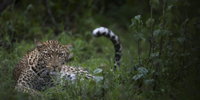 leopard safari