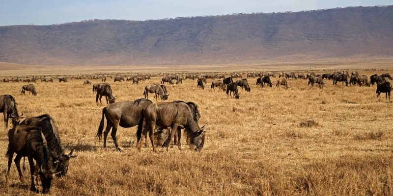 migration in ngorongoro crater