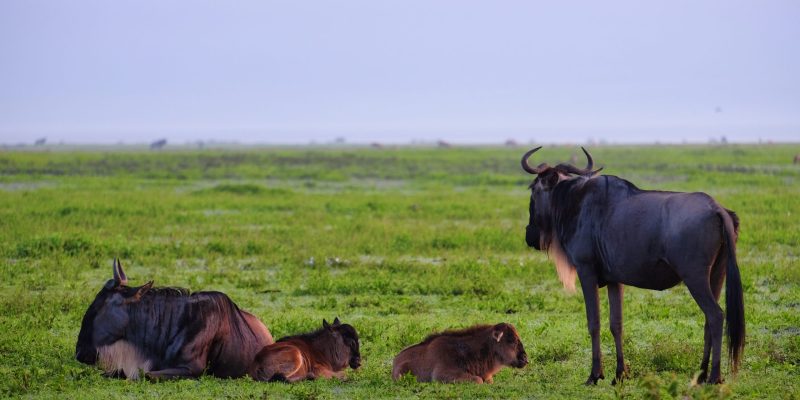 migration wildebeest