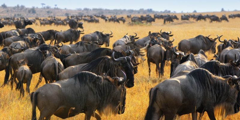 Great migration of antelopes wildebeest, Masai Mara, Kenya