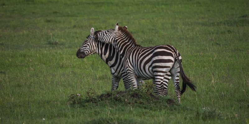 zebra safari in africa